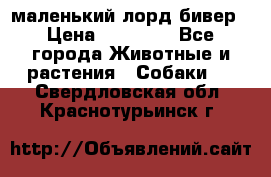 маленький лорд бивер › Цена ­ 10 000 - Все города Животные и растения » Собаки   . Свердловская обл.,Краснотурьинск г.